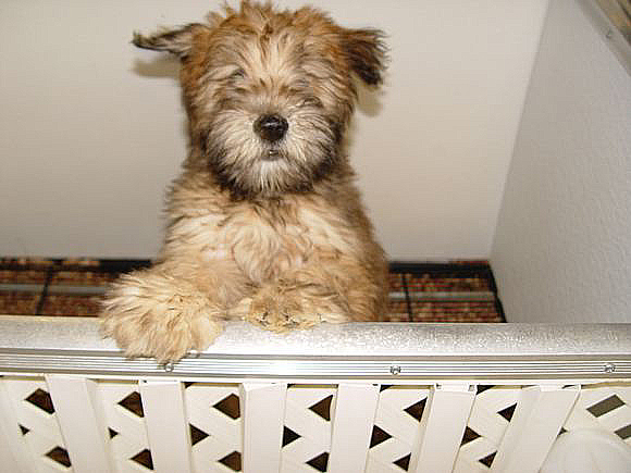 the puppy experience the puppy experience 631 594 2530 1 east montauk hwy hton bays the puppy experience the puppy experience 631 594 2530 1 east montauk hwy hton bays