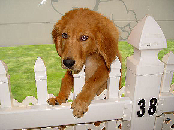 the puppy experience the puppy experience 631 594 2530 1 east montauk hwy hton bays the puppy experience the puppy experience 631 594 2530 1 east montauk hwy hton bays